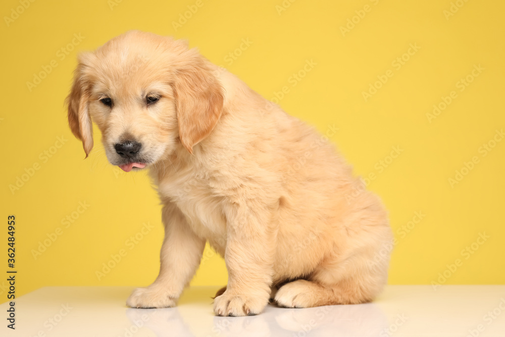 cute labrador retriever pup looking down and sticking out tongue cute labrador retriever pup looking down and sticking out tongue