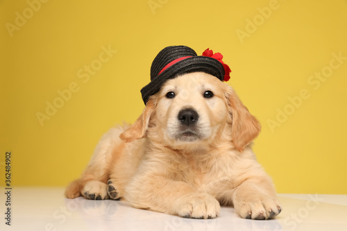 Fototapeta Naklejka Na Ścianę i Meble -  cute golden retriever puppy wearing hat and laying down