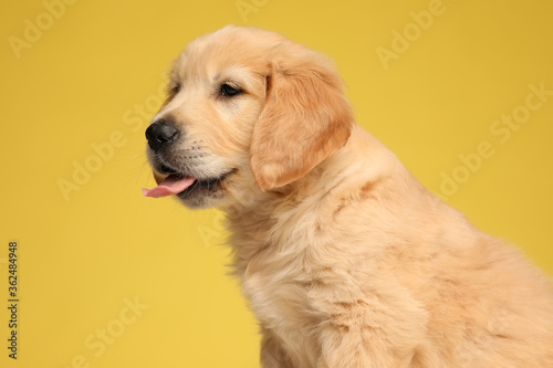 side view of cute labrador retriever dog sticking out tongue