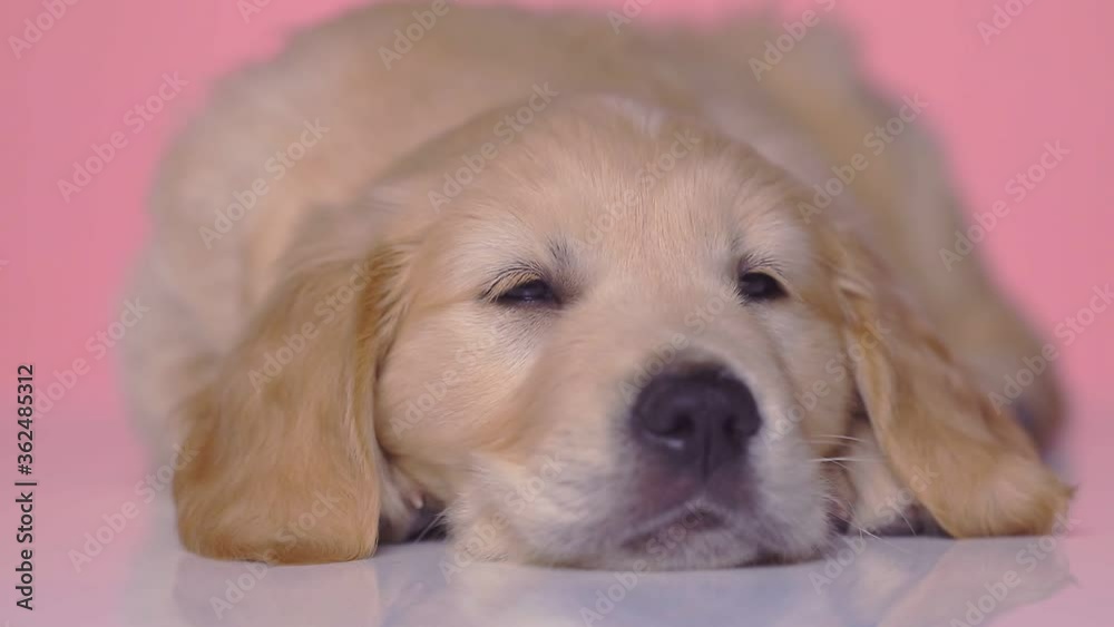 little sleepy golden retriever dog sleeping with his head on his paws then slowly waking up, looking around on pink studio background little sleepy golden retriever dog sleeping with his head on his paws then slowly waking up, looking around on pink studio background