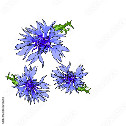 Flower vector illustration, hand draw garden cornflowers with green leaf for design and creativity