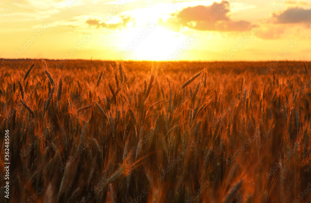 A field of grain against the Golden setting sun