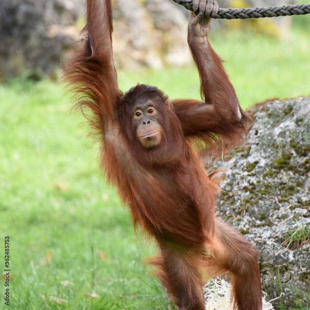Naklejka premium orangutan