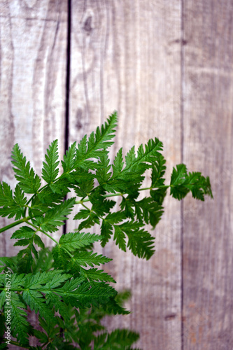 Beautiful green carved leaves on a blurred wooden background. Plant on the background of boards.