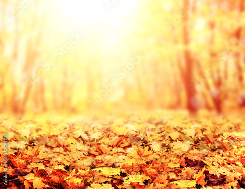 Blurred background with autumn forest © frenta