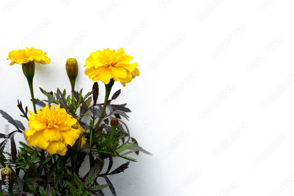 Flowers against a white wall. Yellow marigolds adorn the wall of the house.