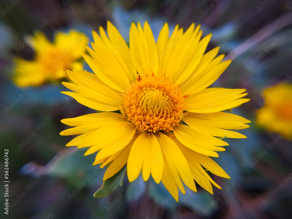 Yellow flowers are very beautiful and charming.. Yellow flowers are very beautiful and charming..