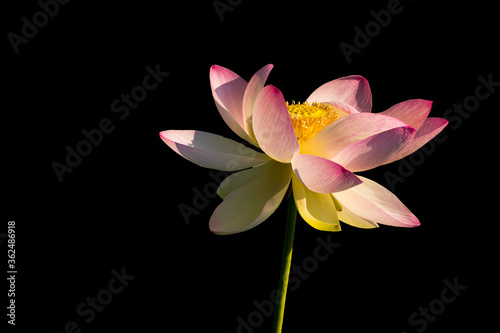 A Japanese Lotus Flower Warmed by Sun and Surrounded by a Dark Background