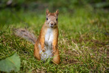 Portrait of a cute funny squirrel with a dirty face. Wild forest animal in its natural habitat.