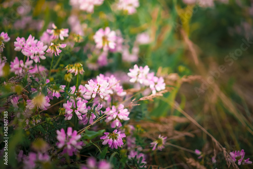 Wild flowers close-up, photo for background image © KseniaJoyg