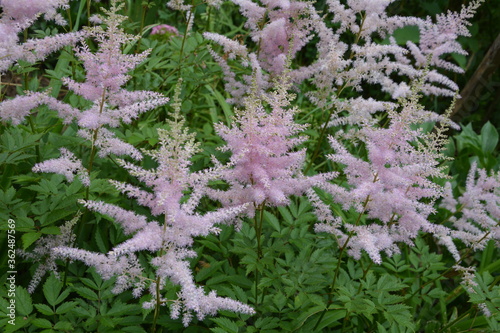 Astilbe, known as false goat`s beard and false spirea. photo