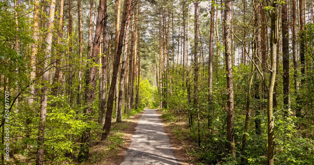 Walking route through the forest. Walking route through the forest.