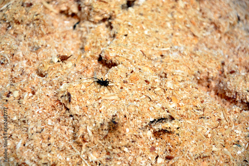 The texture of sawdust. A spider crawls on wood shavings. Natural horizontal background.