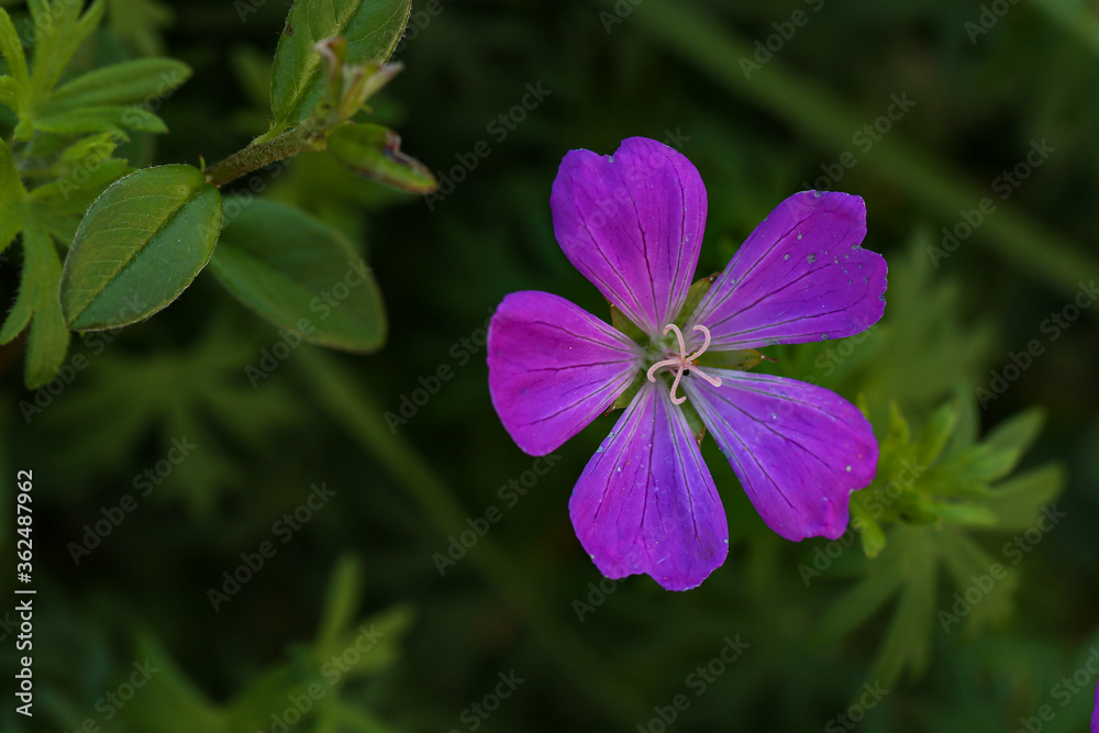 Wildflowers on a blurred green meadow background Wildflowers on a blurred green meadow background