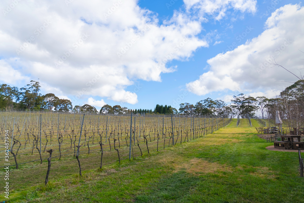 Bendooley Estate, Berrima, New South Wales, Winery Vineyard