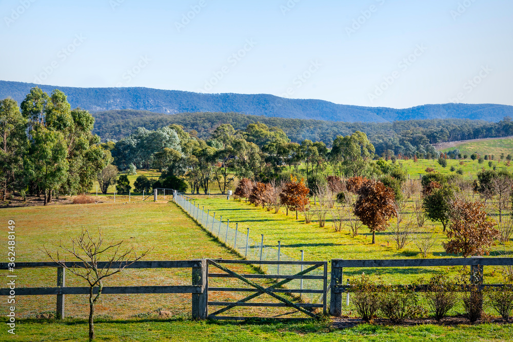 Wild Food Adventures, Truffle Hunt, Southern Highlands 3