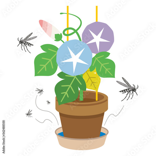 植木鉢の受け皿に溜まった水に集まるヤブ蚊