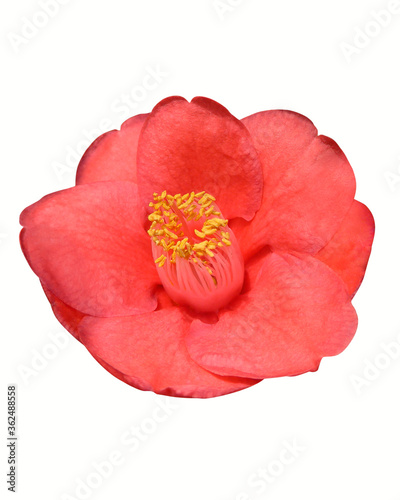 Camellia flower isolated on white background, clipping mask included. 