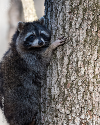 Racoon holding onto a tree while looking toward the camera