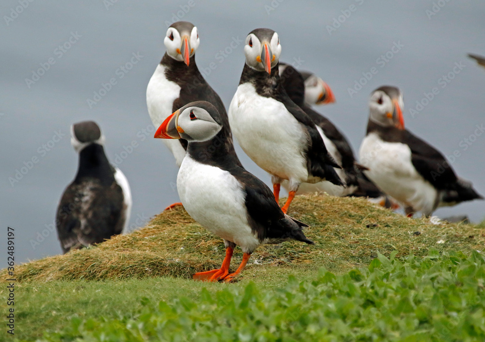 Obraz premium Atlantic puffins on the Farnes Islands UK