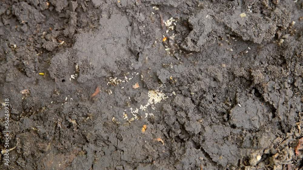 Little ants save their larvae by dragging them underground. An opened anthill. Insects in nature. Little ants save their larvae by dragging them underground. An opened anthill. Insects in nature.