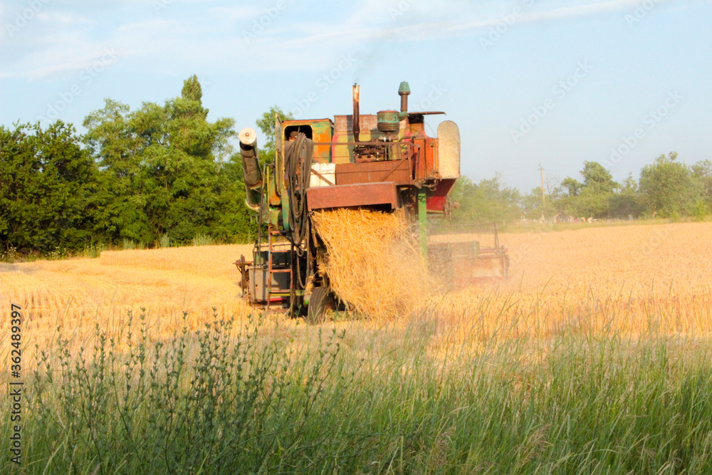 Fototapeta premium combine harvester on wheat field