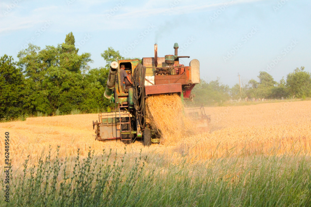 Fototapeta premium combine harvester on wheat field