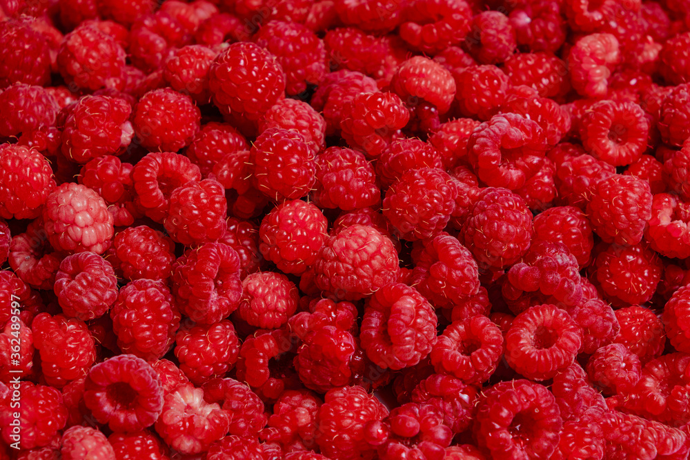 Background of ripe and bright red raspberries. Background of ripe and bright red raspberries.