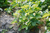 White flowers of organic strawberries in the farm