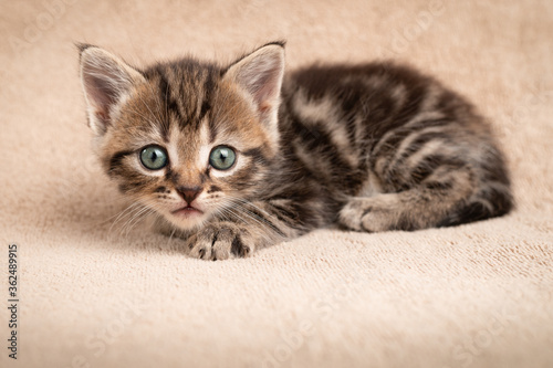 Cute tabby kitten with wide open surprised eyes looking at the camera