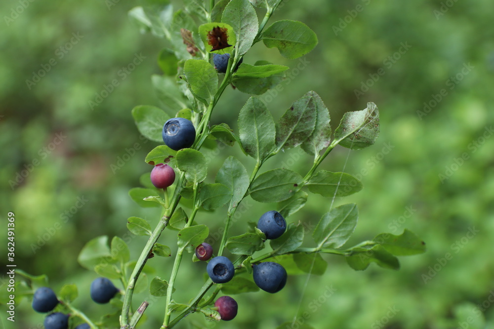 blueberries on the bush