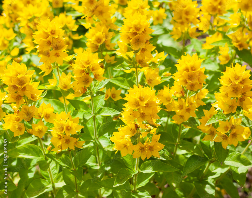 Background of yellow flowers loosestrife in the garden Background of yellow flowers loosestrife in the garden