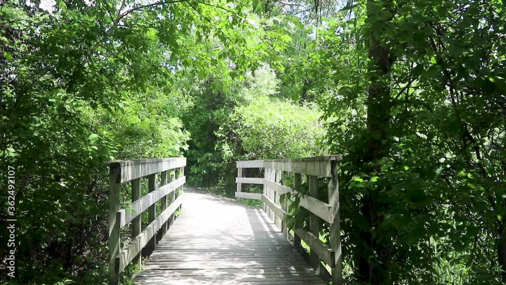 Forest surrounding a wooden boardwalk bridge. Light streams in through the trees and leaves. Stationed camera. Forest surrounding a wooden boardwalk bridge. Light streams in through the trees and leaves. Stationed camera.