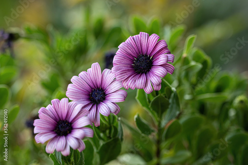 Violet Callistephus Chinensis Flower or Aster Flower in Garden