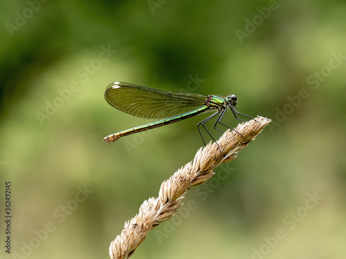 Natural green background with dragonfly banded agrion (Calopteryx splendens)