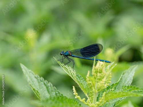 Natural green background with dragonfly banded agrion (Calopteryx splendens) © popovj2
