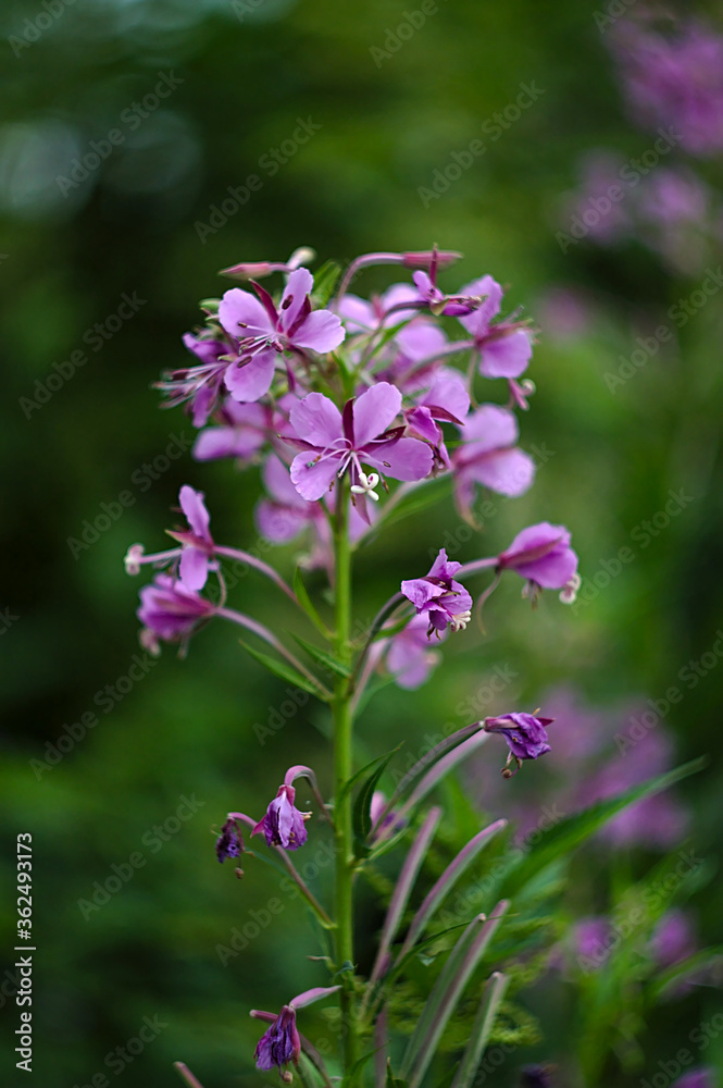 purple flowers on a green lawn purple flowers on a green lawn