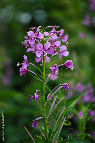 purple flowers on a green lawn