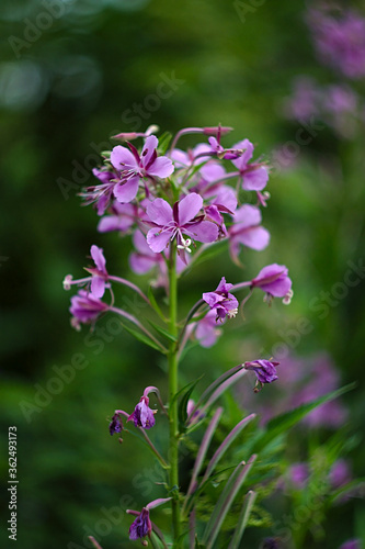 purple flowers on a green lawn