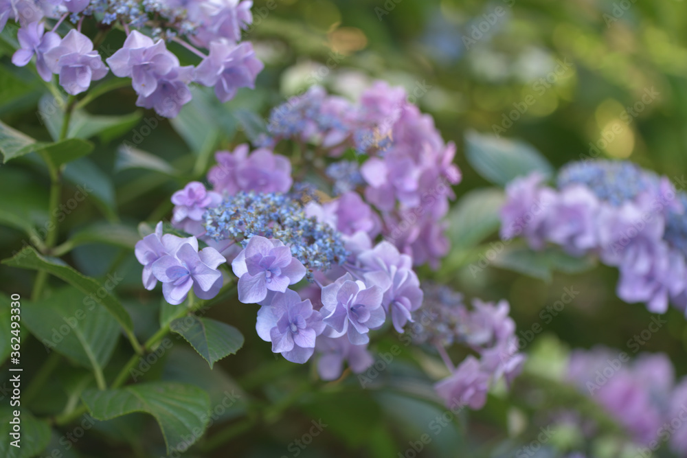 Beautiful Japanese flowers such as bridal bouquets and flower arrangements, hydrangeas Beautiful Japanese flowers such as bridal bouquets and flower arrangements, hydrangeas