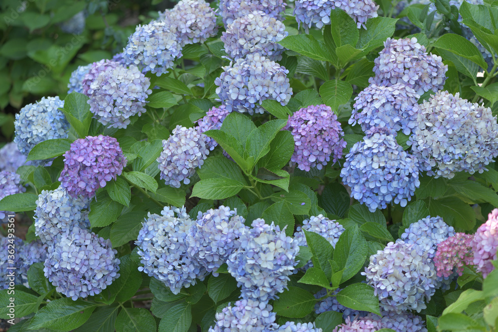 Beautiful Japanese flowers such as bridal bouquets and flower arrangements, hydrangeas Beautiful Japanese flowers such as bridal bouquets and flower arrangements, hydrangeas