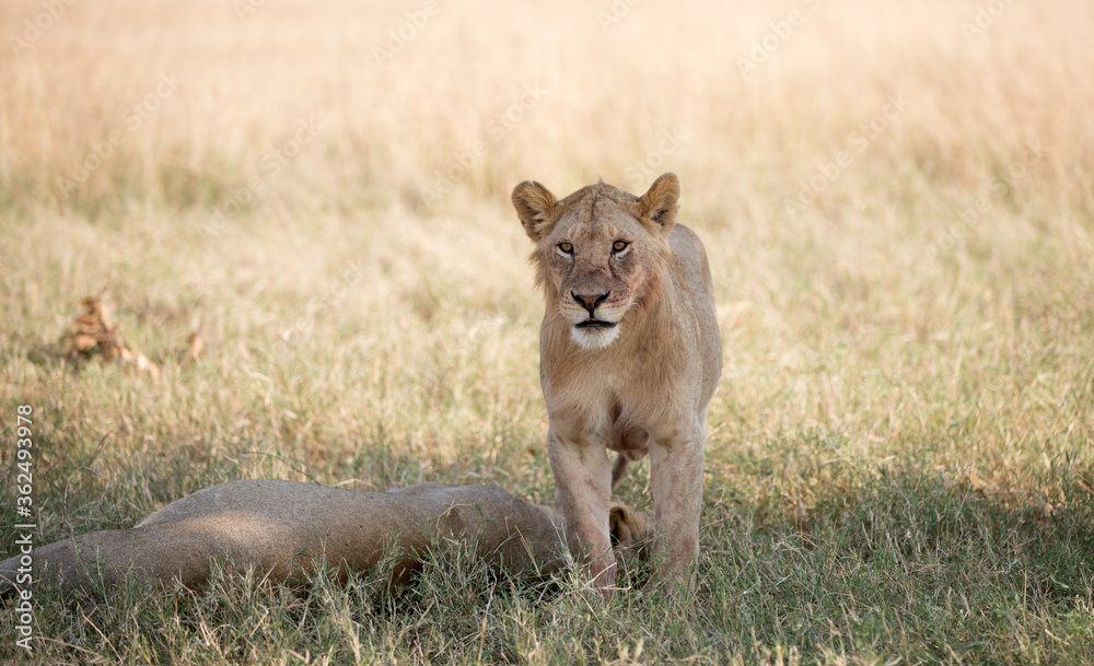 Lions (Panthera leo) lying early morning in Tanzania after a successful hunt. Lions (Panthera leo) lying early morning in Tanzania after a successful hunt.