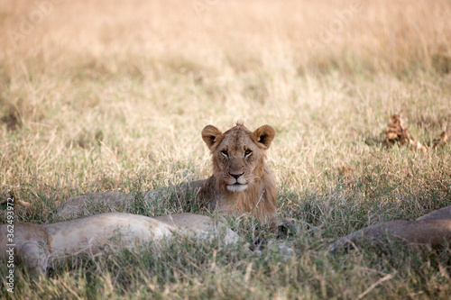 Lions (Panthera leo) lying early morning in Tanzania after a successful hunt.