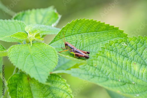 葉の上で休むイナゴ Locust Rest on leaves