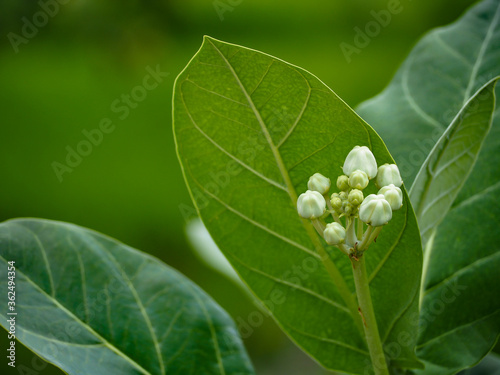 Green Calotropis Tree, White Flowers Growing
