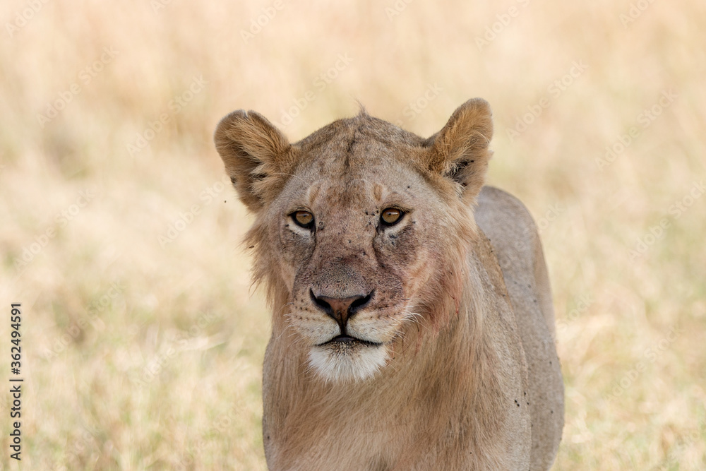 Fototapeta premium Lions lying early morning in Tanzania after a successful hunt.