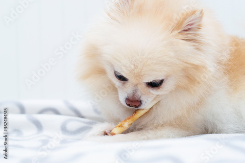 Young pomeranian chewing on a treat. Dog chewing a bone, dog is lying on the couch and eating pet food, indoor, selective focus