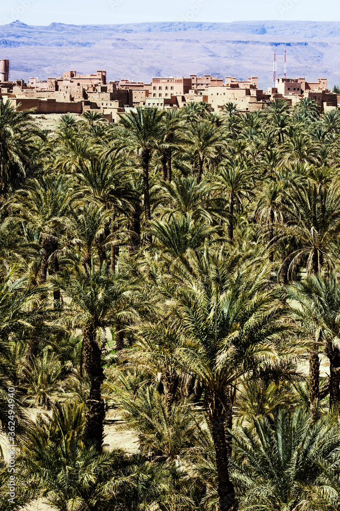 Morocco Palm Grove in the summer