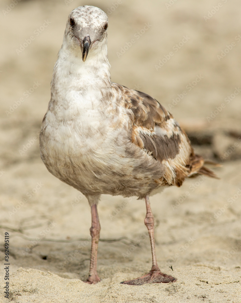 Close up image of a California Gull, looking at the camera, with blurred sandy background at a beach Close up image of a California Gull, looking at the camera, with blurred sandy background at a beach