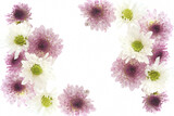 White and purple flowers on a white background